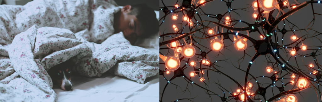 Man sleeping in bed with a dog peeking out and brain illustration.